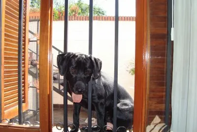Igor en la ventana
