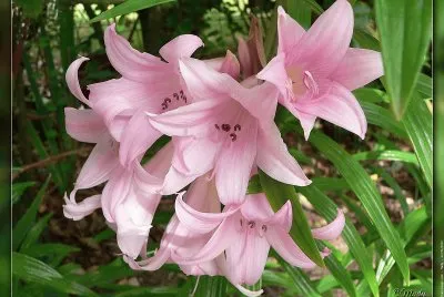 פאזל של fleurs: amaryllis-belladonna