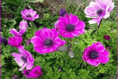 fleurs: anemones