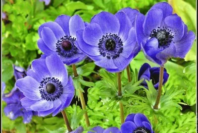 fleurs: anemones jigsaw puzzle