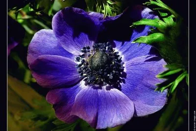 fleurs: anemones jigsaw puzzle