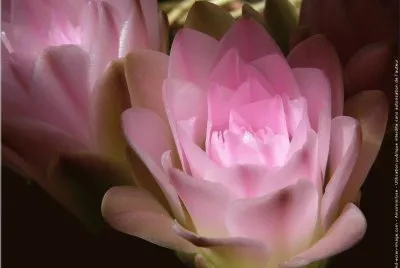 fleurs: fleurs de cactus