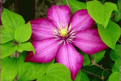 fleurs: clÃ©matite