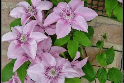 fleurs: clÃ©matite