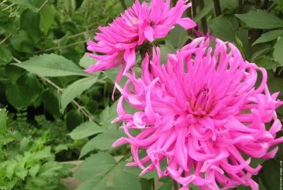 fleurs:dahlia