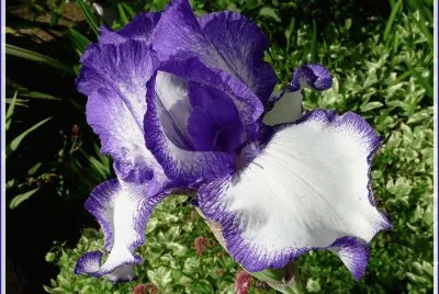 fleurs: iris