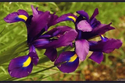 fleurs: iris