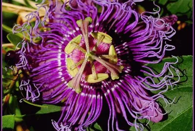 פאזל של fleurs: passiflore