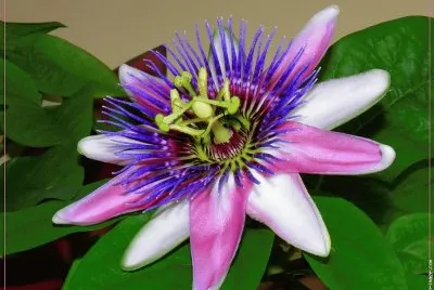פאזל של fleurs: passiflore