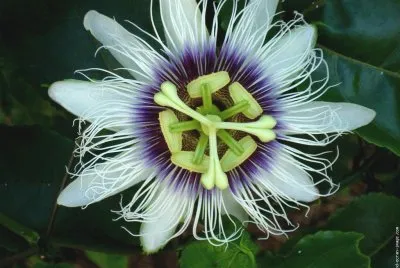 fleurs: passiflore