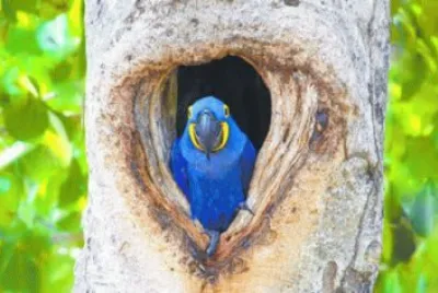 Arara azul
