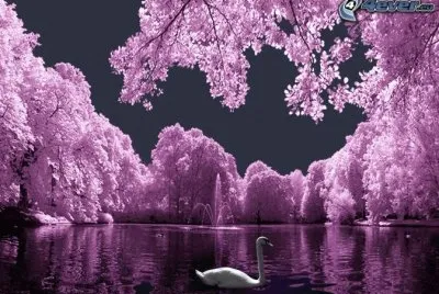 cigno