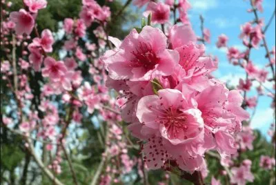 Flor de presseguer