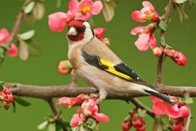Bird