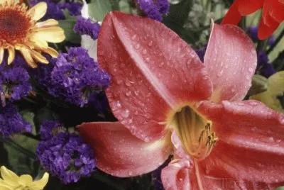 Flowers sprinkled with Dew