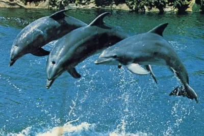 Dofins