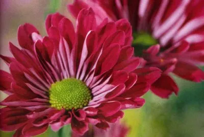 Flors