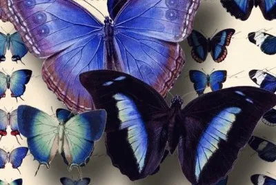 Butterfly Blue