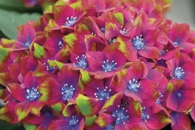 Hydrangea