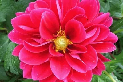 Flower pink Dahlia