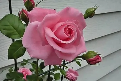 Beautiful Rose