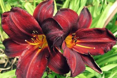 Blood Red Daylily