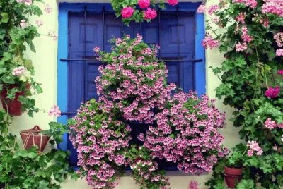 Ventana con flores