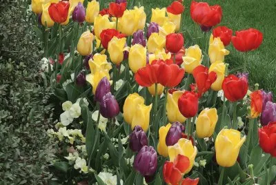 פאזל של Bed of Tulips