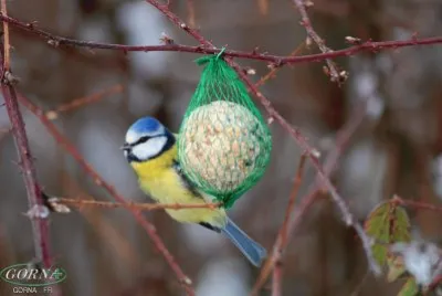 mÃ©sange bleue