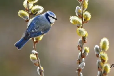 mÃ©sange bleue