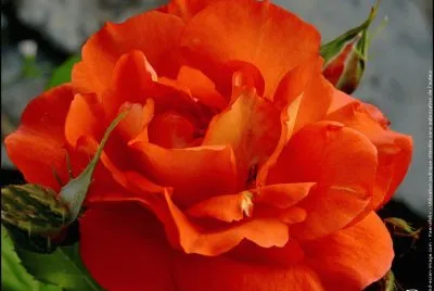 fleurs: rose