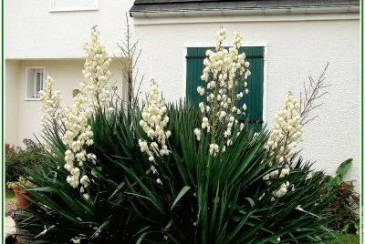 fleurs: yucca jigsaw puzzle