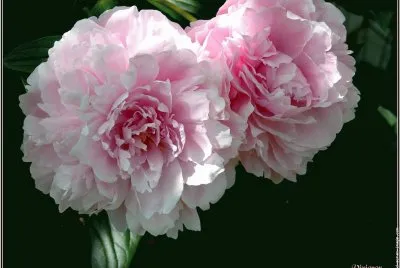 fleurs: pivoines