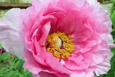 fleurs: pivoines