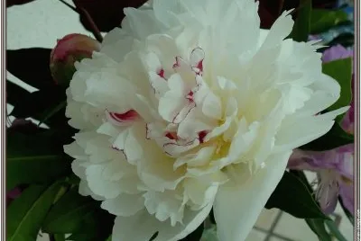 fleurs: pivoines