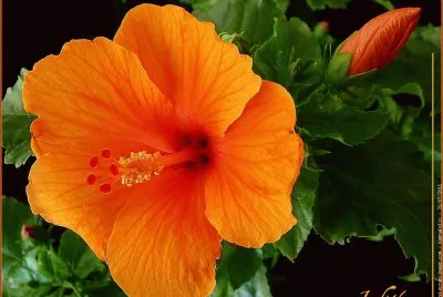 fleurs: hibiscus