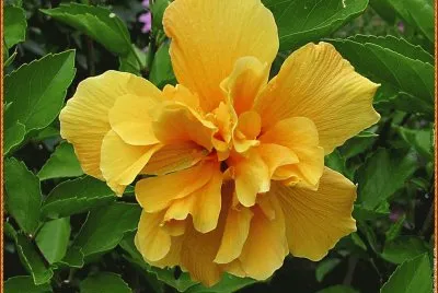 fleurs: hibiscus jigsaw puzzle