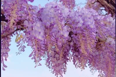 fleurs: glycine jigsaw puzzle