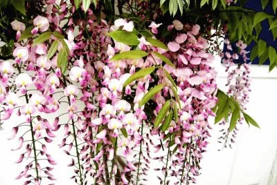 fleurs: glycine