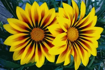 fleurs: gazania