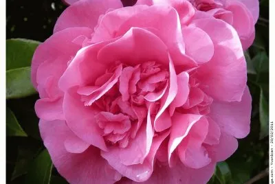 fleur: camelia