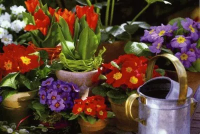 Flors