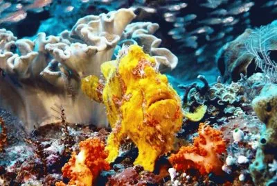 yellow fish