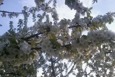 fiori di ciliegio