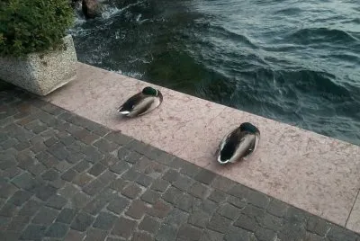 malcesine