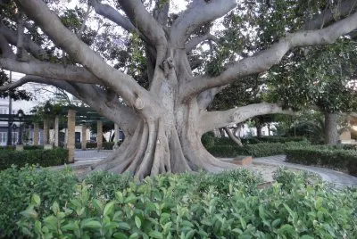jardines