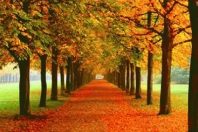 Bosque otoÃ±al