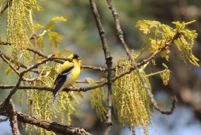 פאזל של Goldfinch