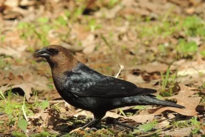 פאזל של Cowbird