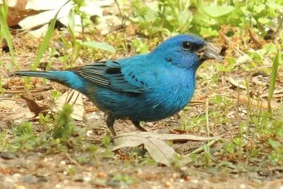 פאזל של Blue Grosbeak